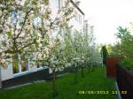 kvetoucí jabloně u školy.JPG